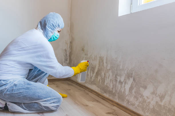 Licensed Commercial Mold Remediation service in Huntington, VA - Car Mold Remediation